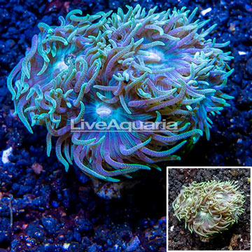 LiveAquaria® Cultured Duncan Coral