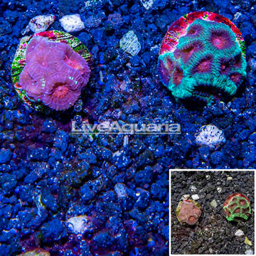 LiveAquaria® Cultured Goniastrea and Favia Brain Coral Combo Frag Two Pack