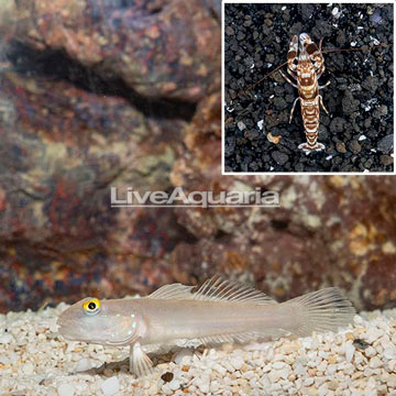 Bue Spot Goby With Tiger Snapping Shrimp