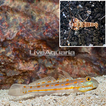 Diamond Watchmen Goby With Tiger Snapping Shrimp