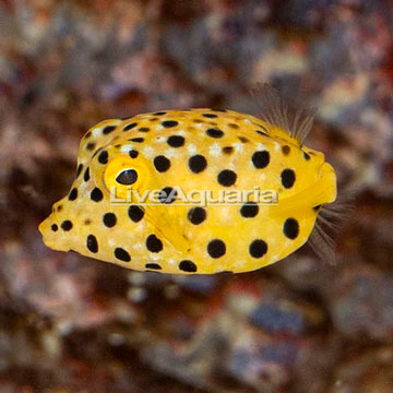 Cubicus Boxfish EXPERT ONLY