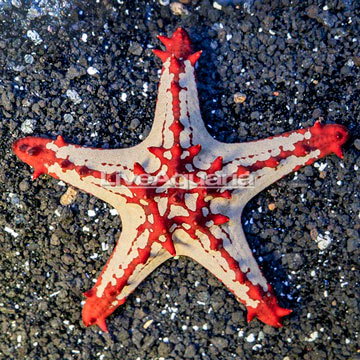 Red Knob Sea Star