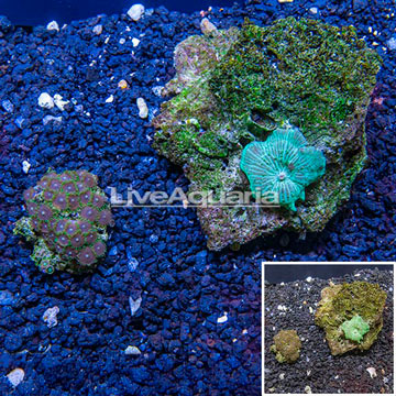 Zoanthus and Mushroom Coral Combo Rock Vietnam