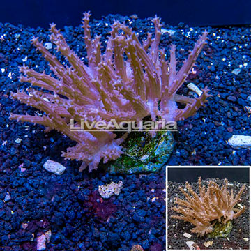 Tree Coral Indonesia