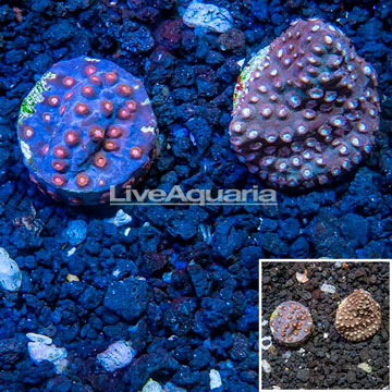 LiveAquaria® Cultured Cyphastrea Frag, Two Pack