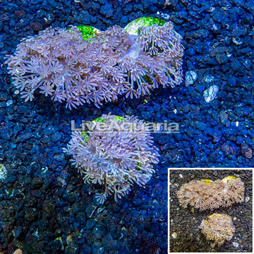 LiveAquaria® Cultured Xenia Coral, Three Pack