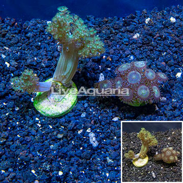 LiveAquaria® Cultured Pineapple Tree and Zoanthus Coral Combo