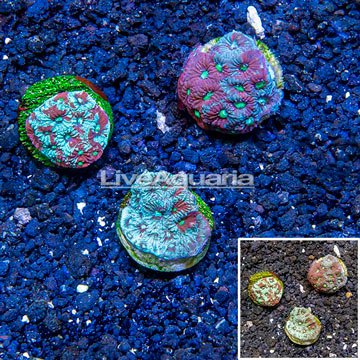 LiveAquaria® Cultured War Coral, Three Pack