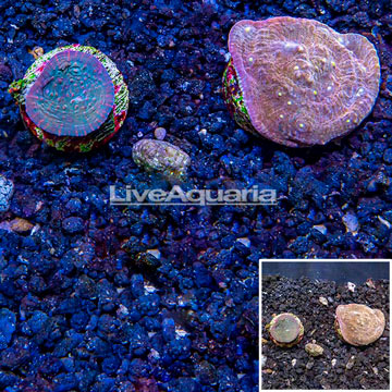 LiveAquaria® Cultured Ultra Chalice Coral, Two Pack