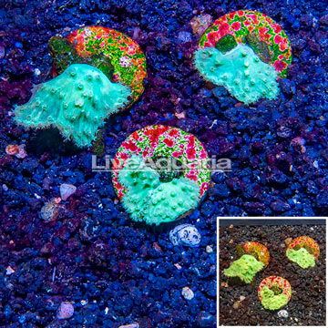 LiveAquaria® Cultured Green Cabbage Leather Coral, Three Pack