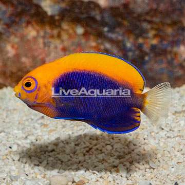 Flameback Angelfish