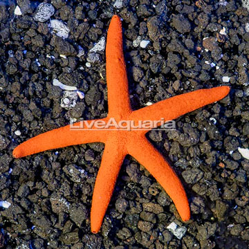 Orange Sea Star