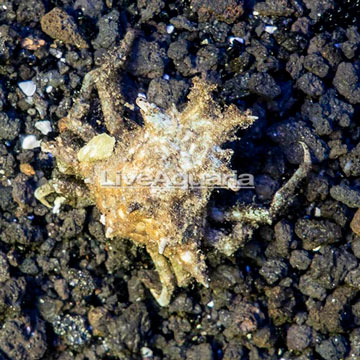 Decorator Crab