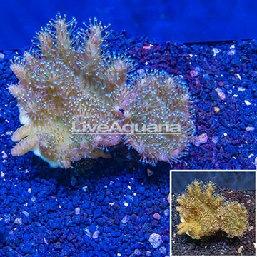 Devil's Hand Leather Coral Indonesia