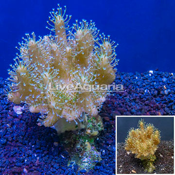 Devil's Hand Leather Coral Indonesia
