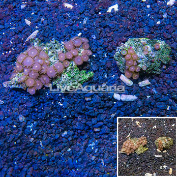 Zoanthus Coral Vietnam, Two Pack