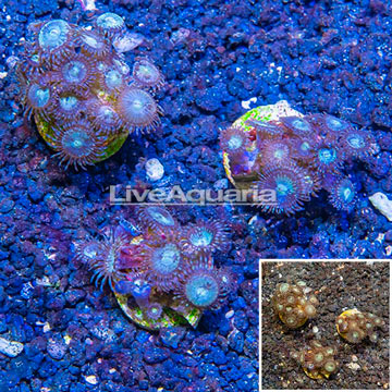 LiveAquaria® Cultured Zoanthus Coral, Three Pack