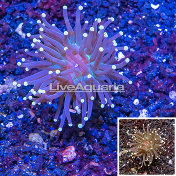 LiveAquaria® Cultured Torch Coral