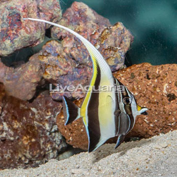 Moorish Idol EXPERT ONLY