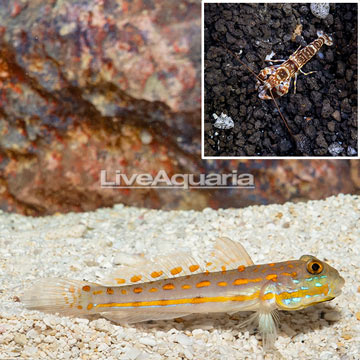 Diamond Watchmen Goby With Tiger Snapping Shrimp