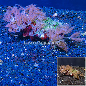 Waving Hand Coral Vietnam