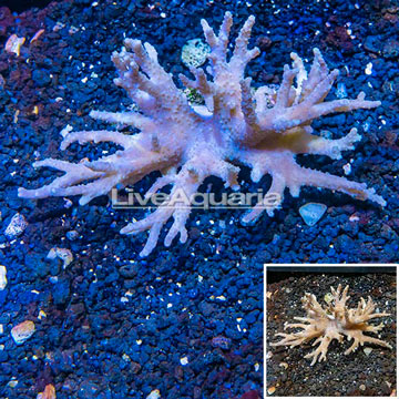 Sinularia Leather Coral Vietnam