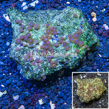 Zoanthus Coral Vietnam