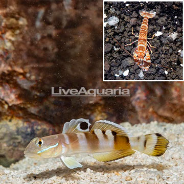 Tiger Watchman Goby With Tiger snapping shrimp