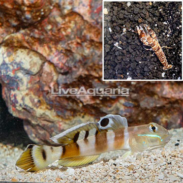 Tiger Watchman Goby With Tiger Snapping Shrimp