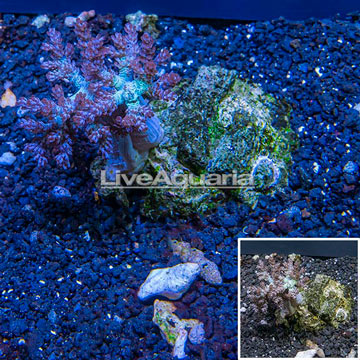 Pineapple Tree Coral Indonesia