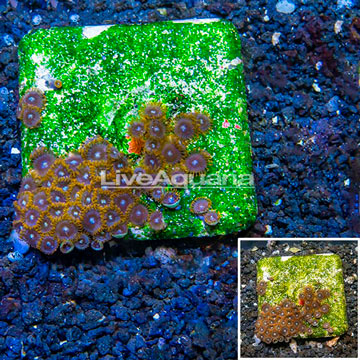 Zoanthus Coral Australia