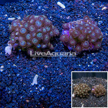 Zoanthus Coral Indonesia, Two Pack