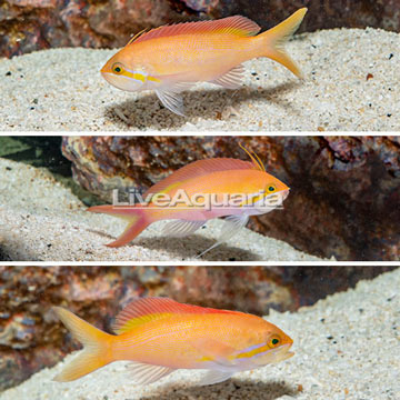 Dispar Anthias, Trio