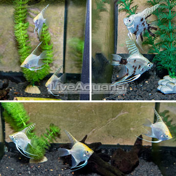 Assorted Angelfish 8 Lot