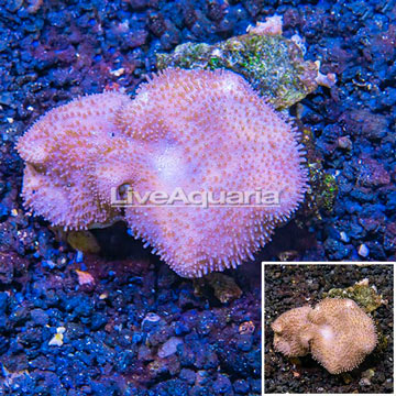 Toadstool Leather Coral Vietnam