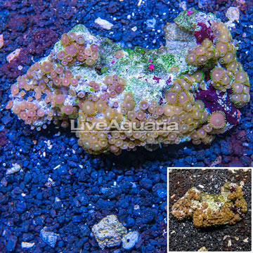 Zoanthus Coral Vietnam