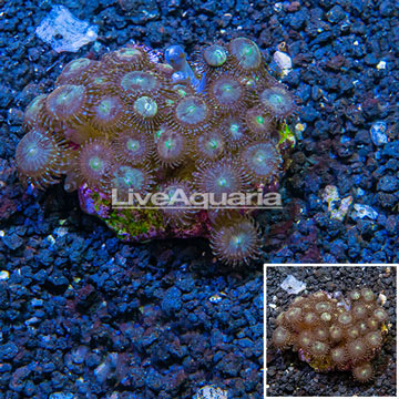 Zoanthus Coral Indonesia