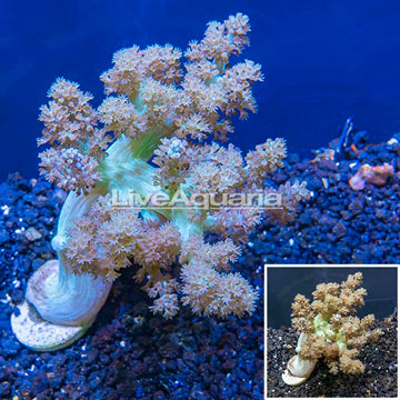LiveAquaria® Cultured XL Pineapple Tree Coral