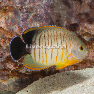 Red Stripe Angelfish