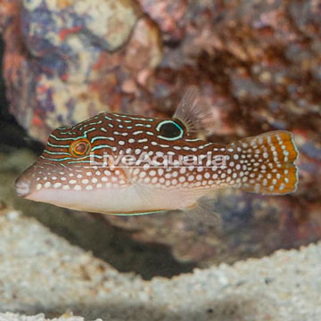 Blue Spotted Toby Puffer