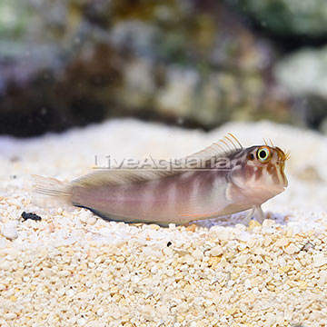 Redlip Blenny