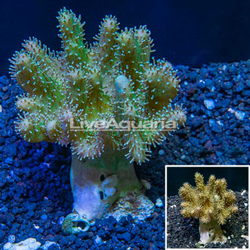 Devil's Hand Leather Coral Vietnam