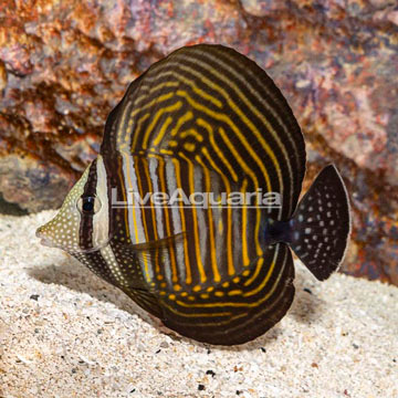 Sailfin Tang, Desjardini