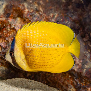 Orange Butterflyfish