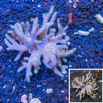 Sinularia Leather Coral Vietnam