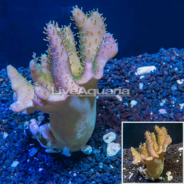 Devil's Hand Leather Coral Indonesia
