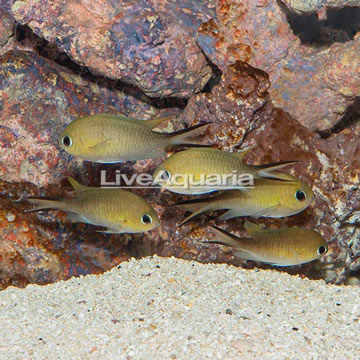 Ternate Damselfish, 5-Lot