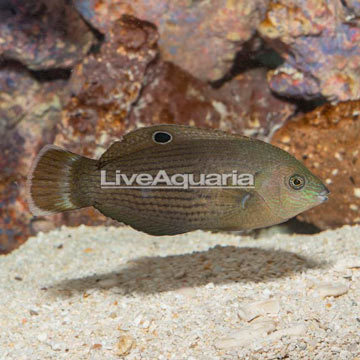 Dusky Wrasse