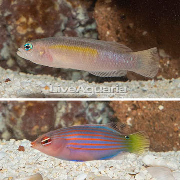 Yellow Breasted Dottyback and Six Line Wrasse, Pair