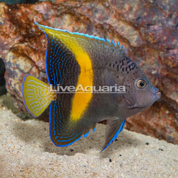 Maculosus Angelfish